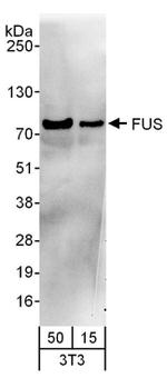 FUS Antibody in Western Blot (WB)