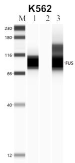 FUS Antibody in Immunoprecipitation (IP)