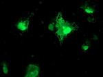 FXN Antibody in Immunocytochemistry (ICC/IF)