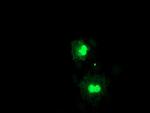 FXN Antibody in Immunocytochemistry (ICC/IF)