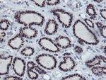 FXN Antibody in Immunohistochemistry (Paraffin) (IHC (P))