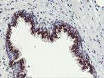 FXN Antibody in Immunohistochemistry (Paraffin) (IHC (P))