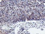 FXN Antibody in Immunohistochemistry (Paraffin) (IHC (P))