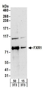 FXR1 Antibody in Western Blot (WB)