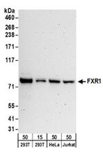 FXR1 Antibody in Western Blot (WB)