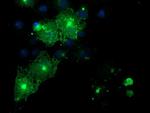 FXYD3 Antibody in Immunocytochemistry (ICC/IF)