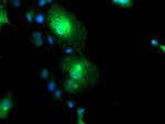 FXYD3 Antibody in Immunocytochemistry (ICC/IF)