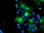 FXYD3 Antibody in Immunocytochemistry (ICC/IF)