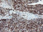 FXYD3 Antibody in Immunohistochemistry (Paraffin) (IHC (P))