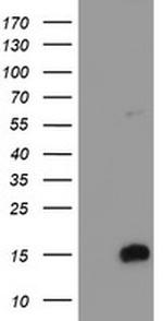FXYD3 Antibody in Western Blot (WB)