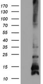 FXYD3 Antibody in Western Blot (WB)