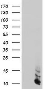 FXYD3 Antibody in Western Blot (WB)