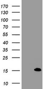 FXYD3 Antibody in Western Blot (WB)