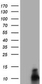 FXYD3 Antibody in Western Blot (WB)