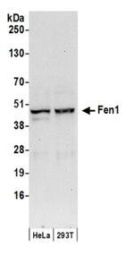 Fen1 Antibody in Western Blot (WB)