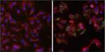 Ferritin Antibody in Immunocytochemistry (ICC/IF)