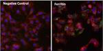 Ferritin Antibody in Immunocytochemistry (ICC/IF)