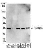 Fibrillarin Antibody in Western Blot (WB)