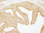 Filamin B Antibody in Immunohistochemistry (IHC)