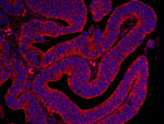 Filamin B Antibody in Immunohistochemistry (IHC)