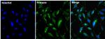 FXN Antibody in Immunocytochemistry (ICC/IF)