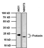 FXN Antibody in Western Blot (WB)