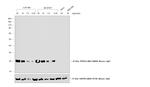 Mouse IgG (H+L) Cross-Adsorbed Secondary Antibody in Western Blot (WB)