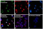 GFP Antibody in Immunocytochemistry (ICC/IF)