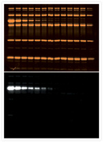 Mouse IgG (H+L) Cross-Adsorbed Secondary Antibody in Western Blot (WB)