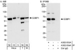 G3BP1 Antibody in Western Blot (WB)