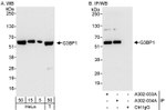 G3BP1 Antibody in Western Blot (WB)