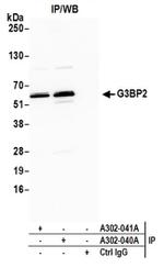 G3BP2 Antibody in Western Blot (WB)