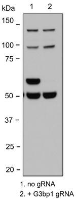 G3BP1 Antibody in Western Blot (WB)