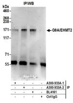 G9A/EHMT2 Antibody in Western Blot (WB)