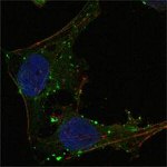 GABPA Antibody in Immunocytochemistry (ICC/IF)