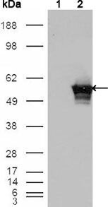 GABPA Antibody in Western Blot (WB)