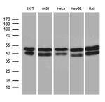 GABPB1 Antibody in Western Blot (WB)