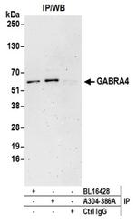 GABRA4 Antibody in Immunoprecipitation (IP)