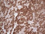 GABRA5 Antibody in Immunohistochemistry (Paraffin) (IHC (P))