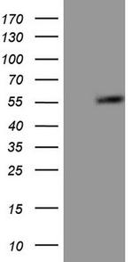 GABRA5 Antibody in Western Blot (WB)