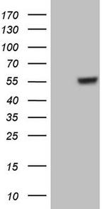 GABRA5 Antibody in Western Blot (WB)