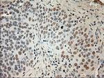 GAD1 Antibody in Immunohistochemistry (Paraffin) (IHC (P))