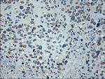 GAD1 Antibody in Immunohistochemistry (Paraffin) (IHC (P))