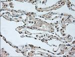 GAD1 Antibody in Immunohistochemistry (Paraffin) (IHC (P))