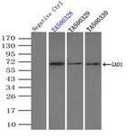 GAD1 Antibody in Immunoprecipitation (IP)