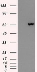 GAD1 Antibody in Western Blot (WB)