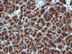 GADD45G Antibody in Immunohistochemistry (Paraffin) (IHC (P))