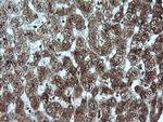 GADD45G Antibody in Immunohistochemistry (Paraffin) (IHC (P))