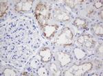 GADD45G Antibody in Immunohistochemistry (Paraffin) (IHC (P))