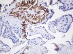 GADD45G Antibody in Immunohistochemistry (Paraffin) (IHC (P))